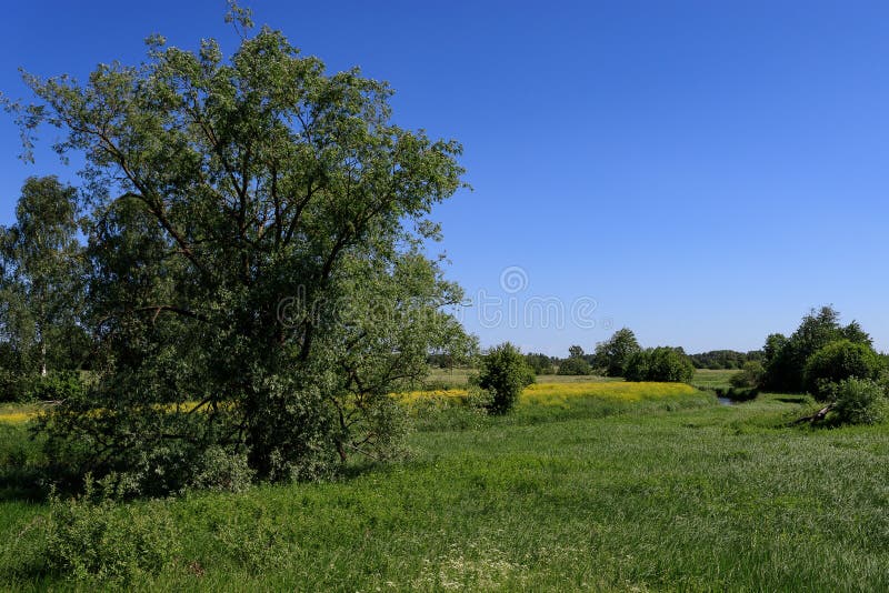 Paisagem rural do verão ensolarado com rio, campos, árvores e o céu azul foto de stock royalty free Paisagem rural do verão ensolarado com rio, campos, árvores e o céu azul foto de stock royalty free