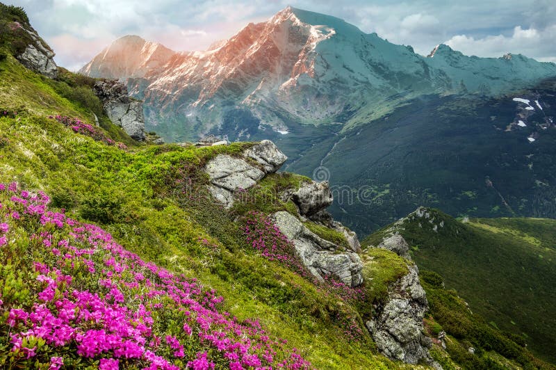 Paisagem Sunny Esplêndida em Montanhas Vale do Fairytale nos planaltos alpinos, com flores frescas Rhododendron Incrível natural