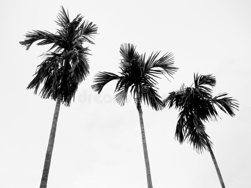 Paisagem tropical fotos de stock Paisagem tropical fotos de stock