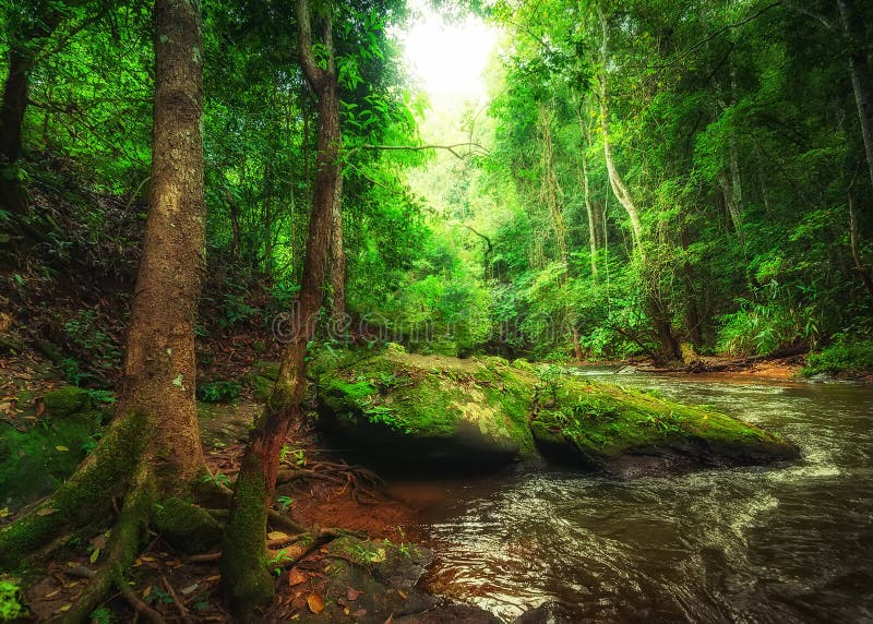 Linda imagem de um pequeno riacho em uma floresta verde exuberante banco de  imagens