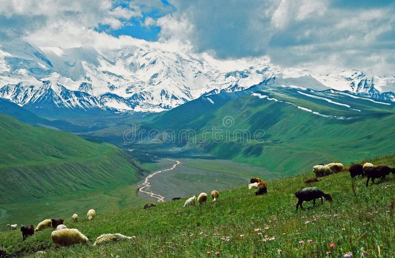 Paisaje asiático - estepa, oveja y montañas de Pamir