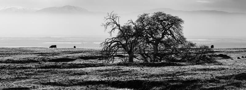 Paisaje blanco y negro sereno con un árbol solitario. imagenes de archivo