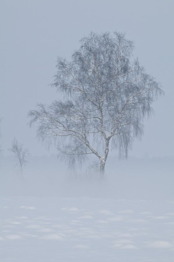 Birches in foggy winter scenery. Birches in foggy winter scenery