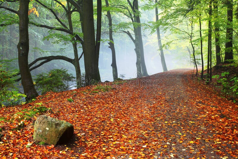 Paisaje caliente del otoño o del verano en un bosque con el sol que echa rayos de la luz hermosos a través de la niebla y de los imágenes de archivo libres de regalías Paisaje caliente del otoño o del verano en un bosque con el sol que echa rayos de la luz hermosos a través de la niebla y de los imágenes de archivo libres de regalías