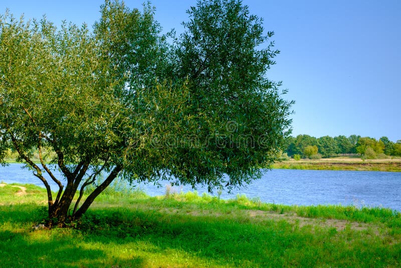 Paisaje con el río. Ajardine con el río, el árbol y la hierba verde en primavera