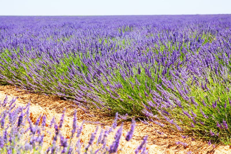 Planta de la lavanda azul imagen de archivo. Imagen de industria - 72940073