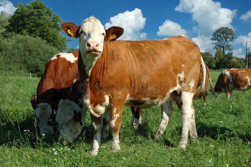 Paisaje con la vaca de los jóvenes del grupo fotografía de archivo Paisaje con la vaca de los jóvenes del grupo fotografía de archivo