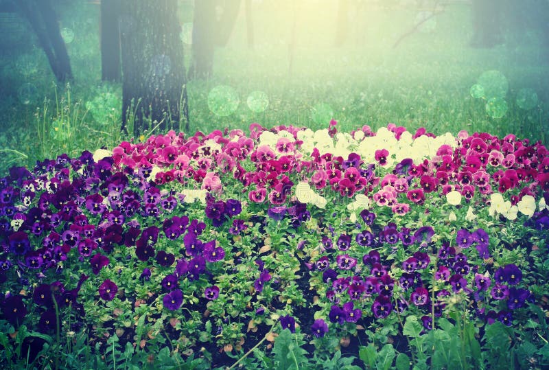 Paisaje con las flores, macizo de flores de los pensamientos fotos de archivo Paisaje con las flores, macizo de flores de los pensamientos fotos de archivo