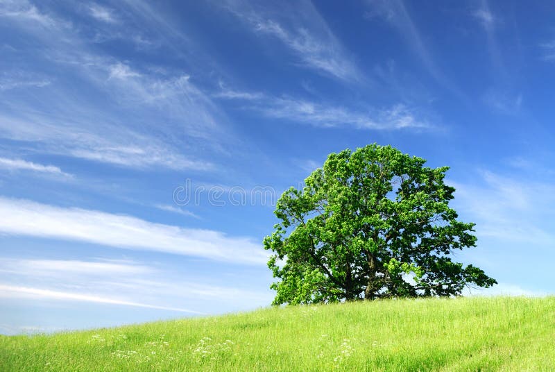 Paisaje con un árbol imagen de archivo libre de regalías Paisaje con un árbol imagen de archivo libre de regalías