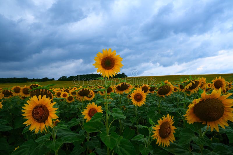 Paisaje De Campo De Girasol. Campo De Girasoles Florecientes Sobre Una  Puesta De Sol De Fondo. Fondo Natural De Girasol Imagen de archivo - Imagen  de planta, paisaje: 192724633