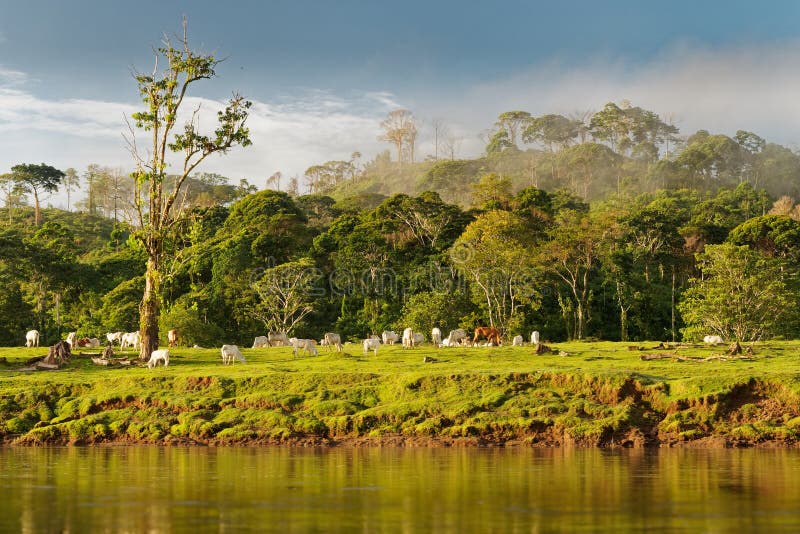 Paisaje de Costa Rica de Boca Tapada, Rio San Carlos Orilla con los prados y las vacas, bosque nublado tropical en el fondo imagenes de archivo Paisaje de Costa Rica de Boca Tapada, Rio San Carlos Orilla con los prados y las vacas, bosque nublado tropical en el fondo imagenes de archivo
