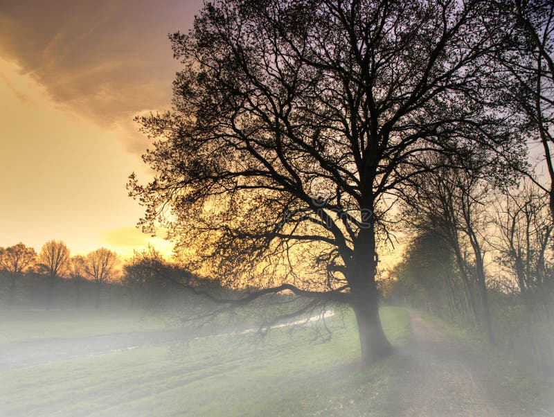 A foggy morning landscape of a tree. A foggy morning landscape of a tree.