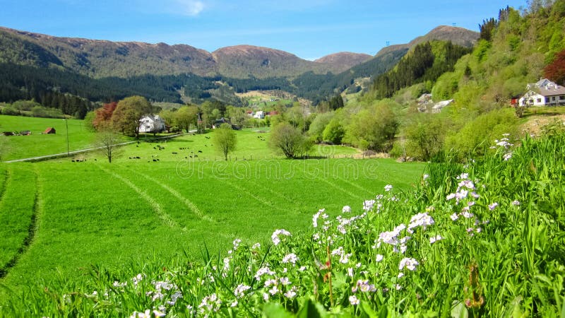Paisaje de la primavera con las flores de cuco rosadas salvajes en un valle verde foto de archivo libre de regalías Paisaje de la primavera con las flores de cuco rosadas salvajes en un valle verde foto de archivo libre de regalías
