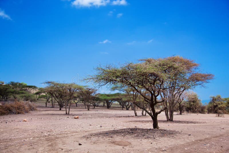 Paisaje de la sabana en Tanzania, África imagenes de archivo Paisaje de la sabana en Tanzania, África imagenes de archivo