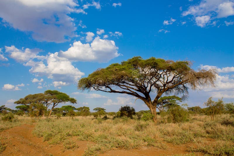 Paisaje de los árboles en arbusto de la sabana de África