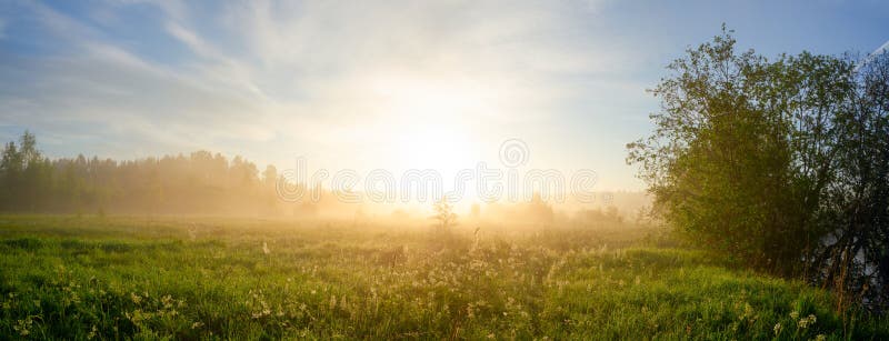 Paisaje de niebla del verano con el césped grande y el sol del bosque que brillan a través de las ramas de árbol fotos de archivo Paisaje de niebla del verano con el césped grande y el sol del bosque que brillan a través de las ramas de árbol fotos de archivo