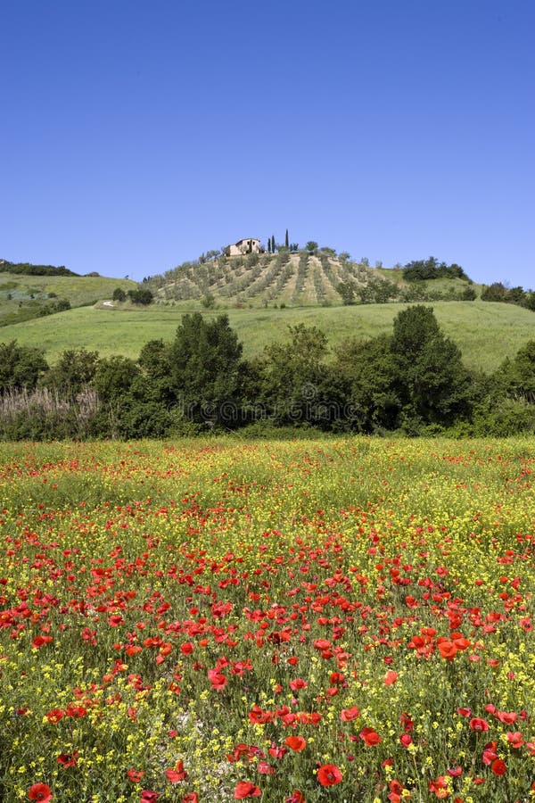 Paisaje de Toscana con el viñedo en resorte foto de archivo Paisaje de Toscana con el viñedo en resorte foto de archivo