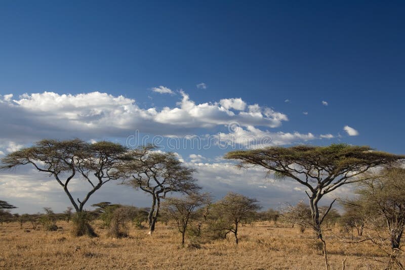 Paisaje de África imagen de archivo. Imagen de tanzania 515215