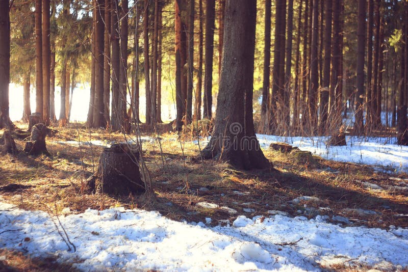 Paisaje del bosque del invierno imagenes de archivo Paisaje del bosque del invierno imagenes de archivo