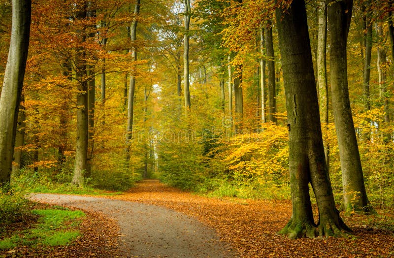 Paisaje del bosque del otoño con los rayos de la luz caliente illumining el follaje del oro y de un sendero que llevan en la esce