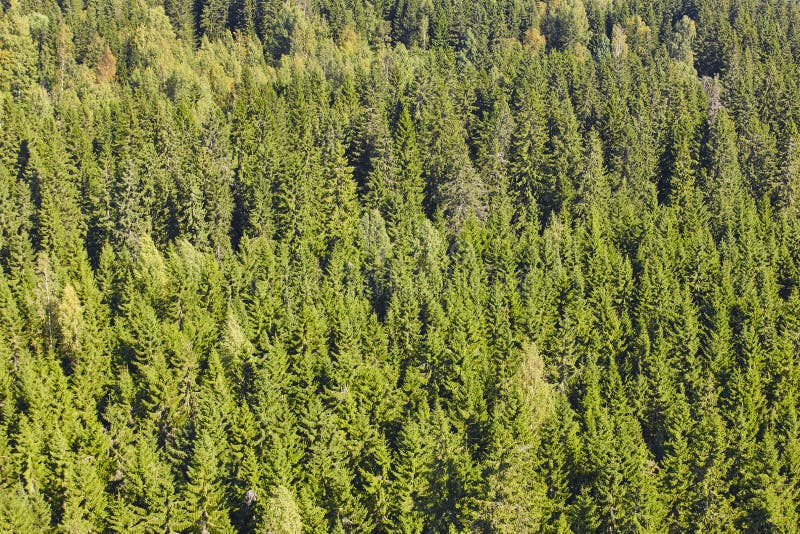 Paisaje del bosque del pino del verde de Finlandia Industria finlandesa de la madera fotografía de archivo libre de regalías Paisaje del bosque del pino del verde de Finlandia Industria finlandesa de la madera fotografía de archivo libre de regalías