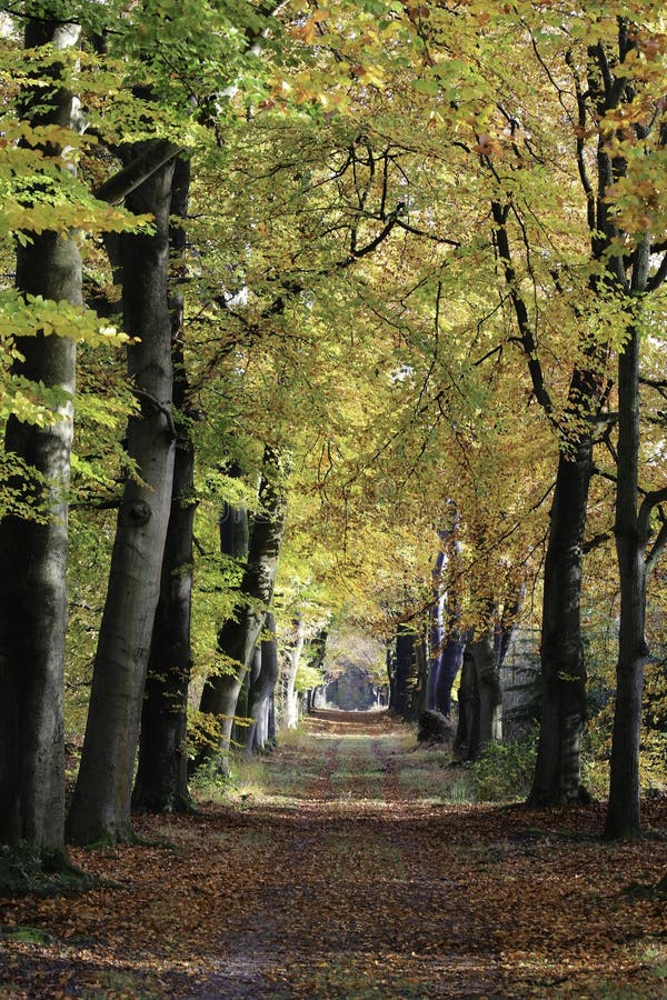 Paisaje del camino del otoño imagen de archivo libre de regalías Paisaje del camino del otoño imagen de archivo libre de regalías