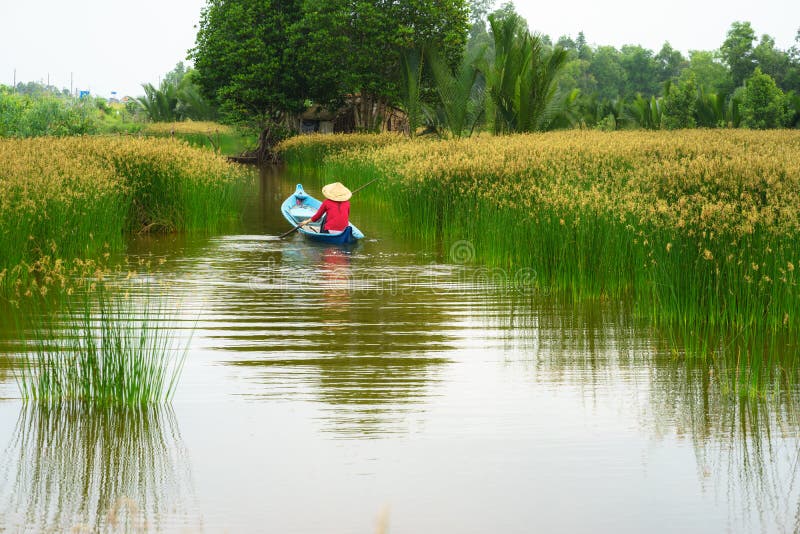 Paisaje del delta del Mekong con el barco de rowing vietnamita de la mujer en Nang - tipo de campo del árbol de la precipitación, fotos de archivo libres de regalías Paisaje del delta del Mekong con el barco de rowing vietnamita de la mujer en Nang - tipo de campo del árbol de la precipitación, fotos de archivo libres de regalías