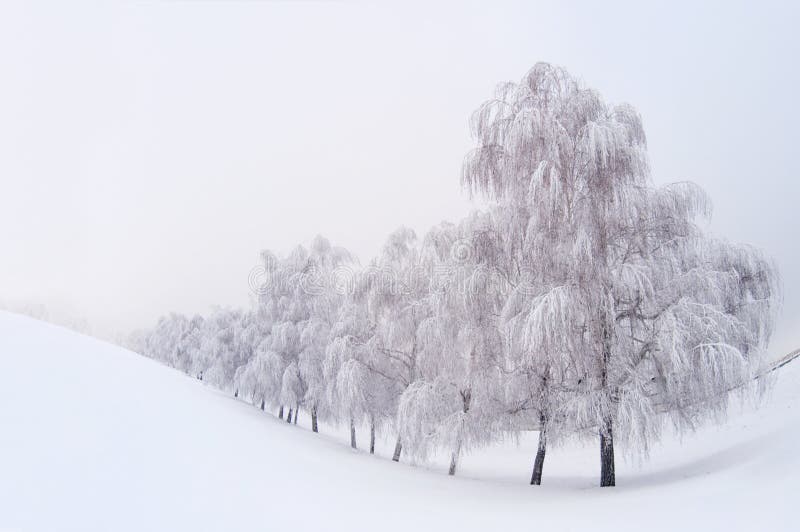 Winter landscape with snowy trees. Winter landscape with snowy trees