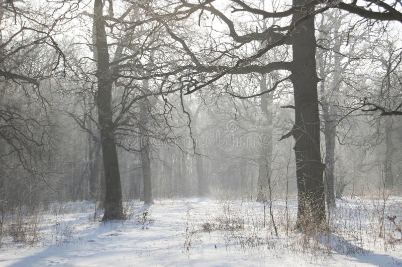 Paisaje del invierno Arboleda del roble Árboles forestales y ramas congelados en atmósfera del blanco de la helada imagen de archivo Paisaje del invierno Arboleda del roble Árboles forestales y ramas congelados en atmósfera del blanco de la helada imagen de archivo