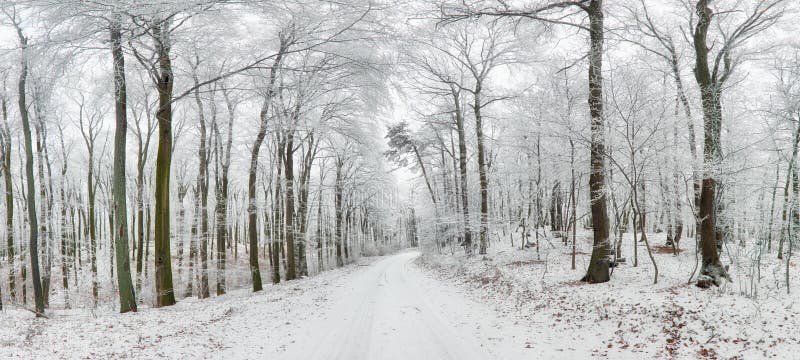 Paisaje del invierno Camino y árboles del invierno cubiertos con nieve fotografía de archivo