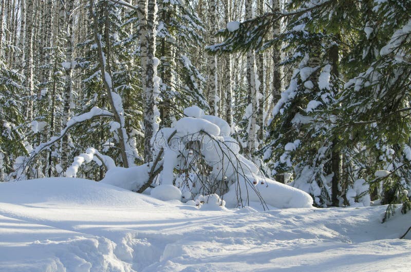 Paisaje del invierno en la madera fotos de archivo Paisaje del invierno en la madera fotos de archivo