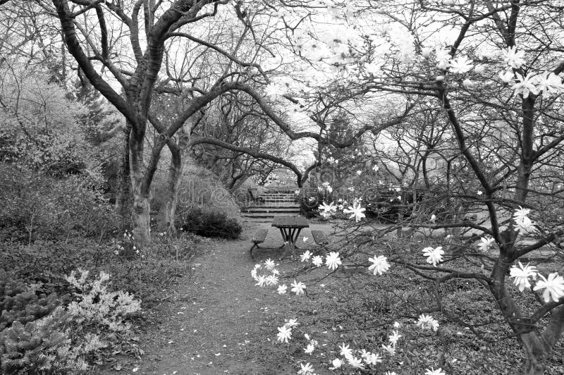 .Bagunça... (3a parte) - Página 15 Paisaje-del-jard%C3%ADn-de-primavera-en-blanco-y-negro-montreal-quebec-canad%C3%A1-165772649