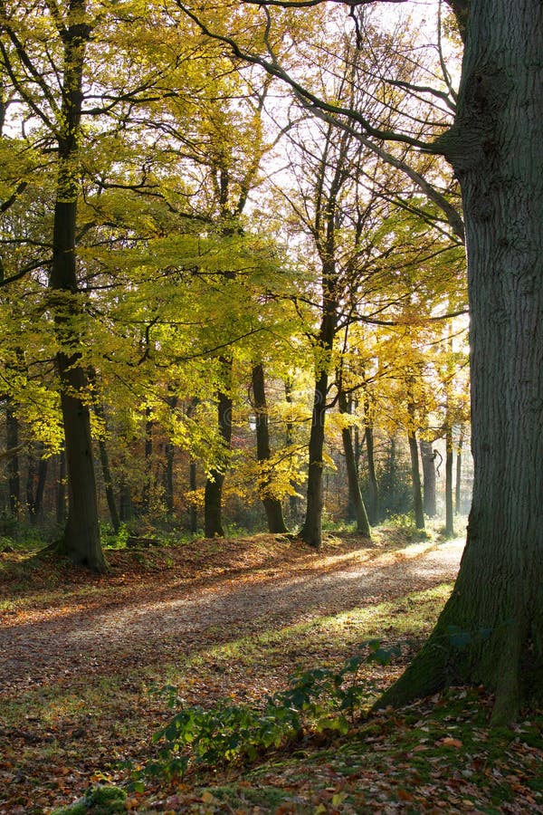 Paisaje del otoño fotos de archivo libres de regalías Paisaje del otoño fotos de archivo libres de regalías