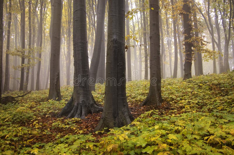 Paisaje del otoño de un bosque con las hojas amarillas foto de archivo Paisaje del otoño de un bosque con las hojas amarillas foto de archivo