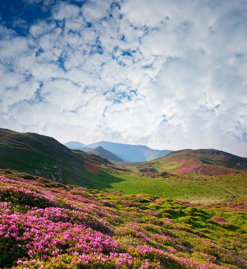 Paisaje del resorte con el cielo nublado y la flor foto de archivo Paisaje del resorte con el cielo nublado y la flor foto de archivo