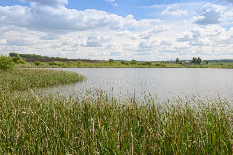 Paisaje del verano con el lago demasiado grande para su edad de las cañas, campos, bosques imágenes de archivo libres de regalías Paisaje del verano con el lago demasiado grande para su edad de las cañas, campos, bosques imágenes de archivo libres de regalías