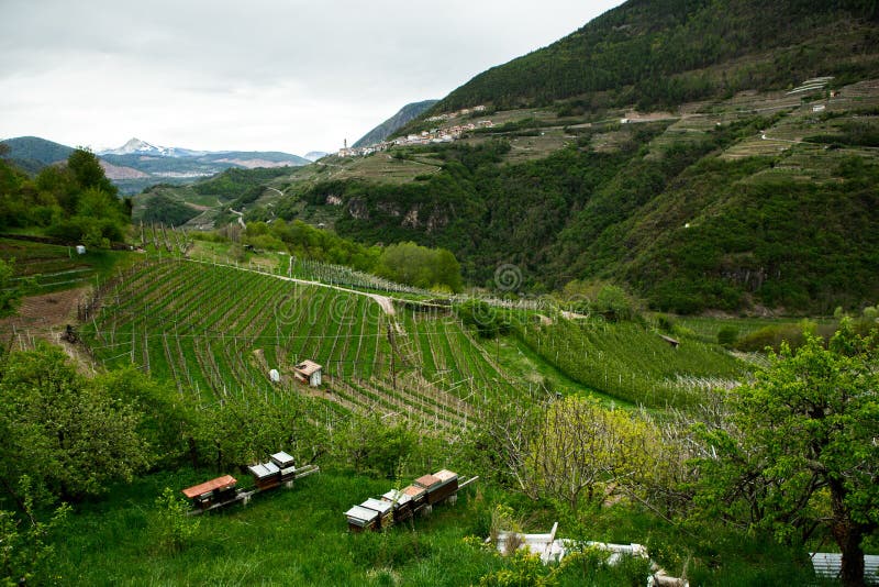 Paisaje del viñedo en Italia Paisaje de la primavera con los vi?edos verdes Paisaje italiano con las vides en la ladera fotografía de archivo Paisaje del viñedo en Italia Paisaje de la primavera con los vi?edos verdes Paisaje italiano con las vides en la ladera fotografía de archivo
