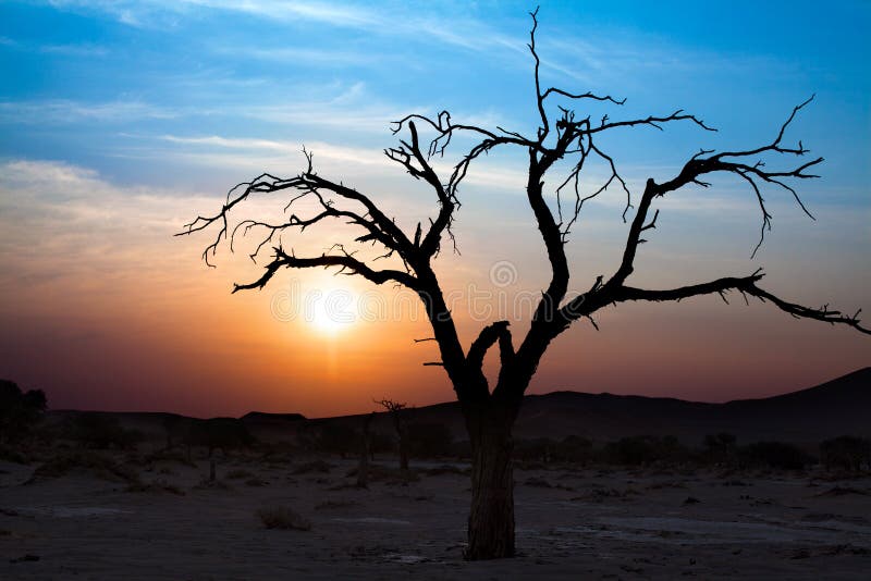Paisaje hermoso de la puesta del sol, silueta seca de las ramas de árbol en el desierto en Sossusvlei, Namibia fotos de archivo libres de regalías Paisaje hermoso de la puesta del sol, silueta seca de las ramas de árbol en el desierto en Sossusvlei, Namibia fotos de archivo libres de regalías