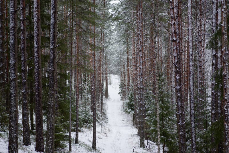 Paisaje hermoso del bosque en un día de invierno frío con coni imagen de archivo libre de regalías Paisaje hermoso del bosque en un día de invierno frío con coni imagen de archivo libre de regalías