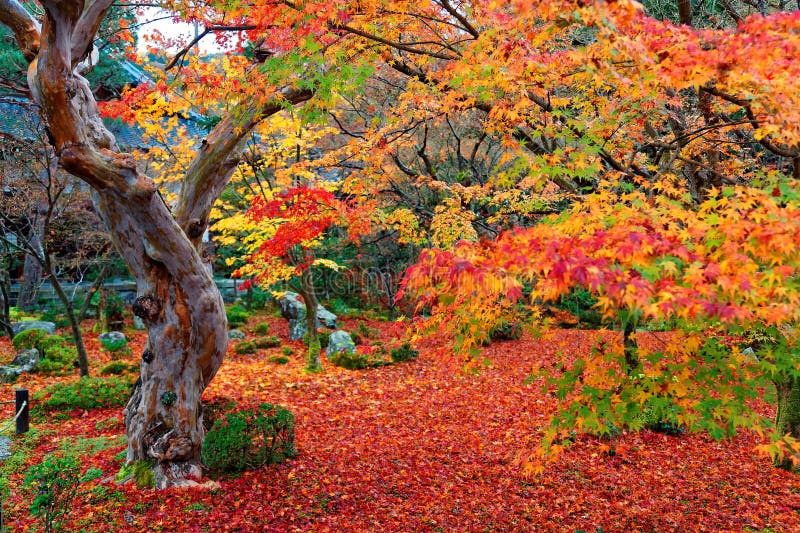 Paisaje hermoso del otoño del follaje colorido de los árboles de arce ardientes y de una alfombra roja de hojas caidas en un jard