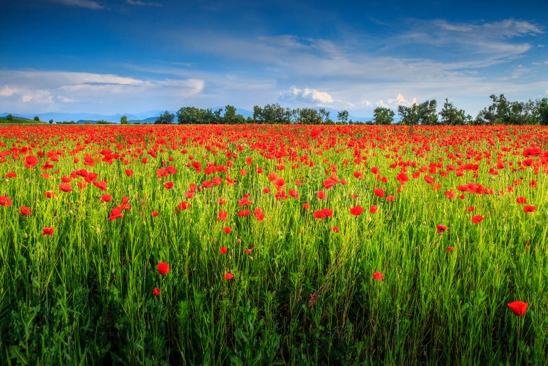 Paisaje hermoso del verano con el campo rojo de la amapola imagenes de archivo Paisaje hermoso del verano con el campo rojo de la amapola imagenes de archivo