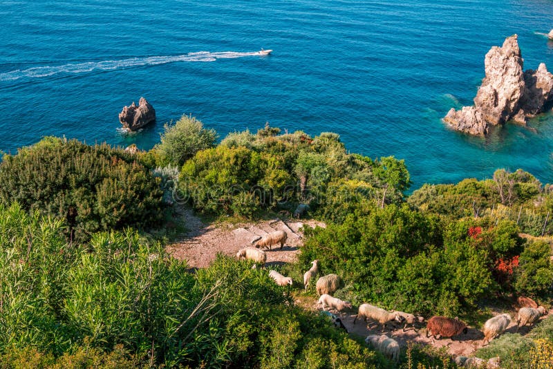 Paisaje hermoso del verano con el mar jónico, montañas y oveja del pasto foto de archivo Paisaje hermoso del verano con el mar jónico, montañas y oveja del pasto foto de archivo
