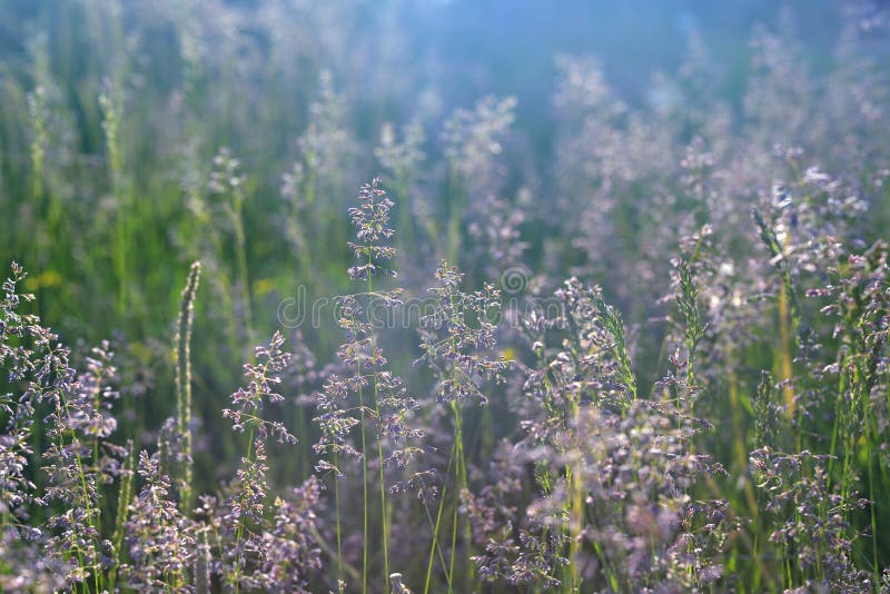Paisaje hermoso en un campo con las flores en la puesta del sol Hierba, encendida por el sol