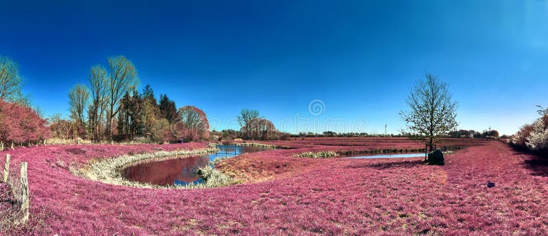 Paisaje hermoso y colorido de la fantas?a en un estilo infrarrojo p?rpura asi?tico de la foto fotografía de archivo libre de regalías Paisaje hermoso y colorido de la fantas?a en un estilo infrarrojo p?rpura asi?tico de la foto fotografía de archivo libre de regalías