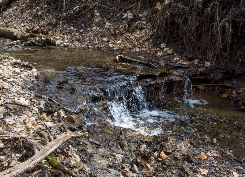 Bosque Sucio De La Cala Del Bosque Imagen de archivo Imagen de nieve