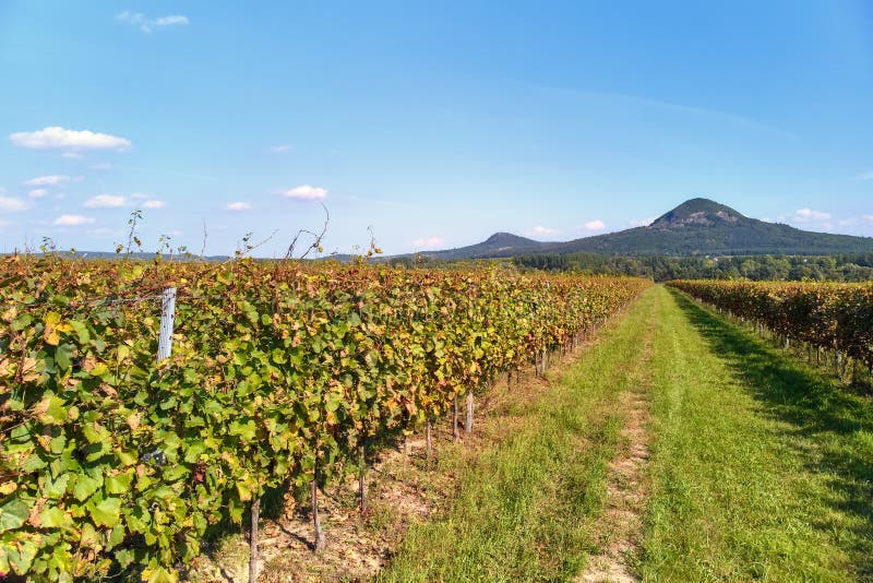 Paisaje húngaro de la uva en tiempo del otoño, cerca del lago Balatón de Hungría imagen de archivo Paisaje húngaro de la uva en tiempo del otoño, cerca del lago Balatón de Hungría imagen de archivo