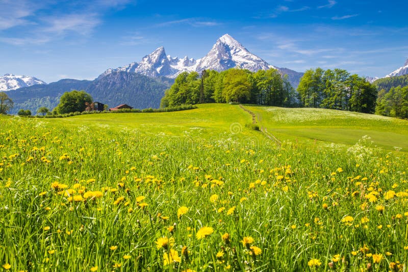 Paisaje idílico en las montañas con los prados y las flores verdes