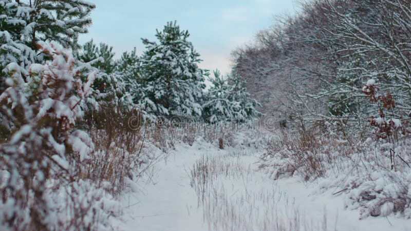 Paisaje invernal bosque helado con árboles de abeto bajo el cielo gris. nieve cubierta de picor