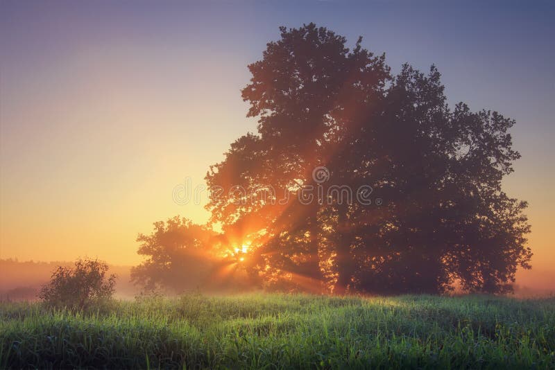 Paisaje natural vibrante del verano de la naturaleza de la mañana en prado tranquilo con rayos solares calientes a través de rama