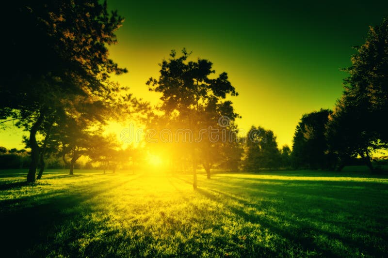 Landscape, nature in green tone. Sun shining through trees. Environment, conceptual. Landscape, nature in green tone. Sun shining through trees. Environment, conceptual
